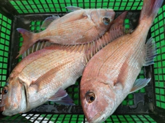 タイの釣果