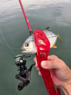 ギンガメアジの釣果