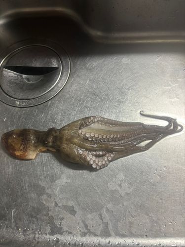 タコの釣果