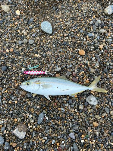 ワカシの釣果