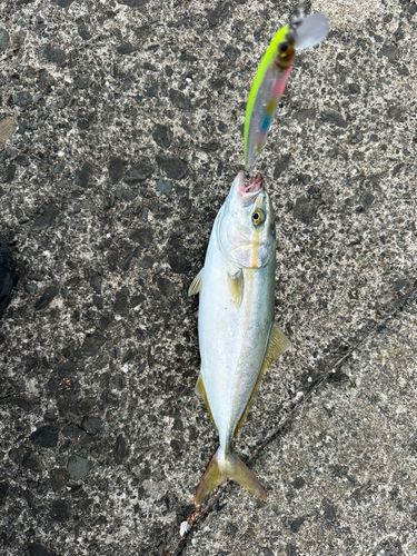 ワカシの釣果
