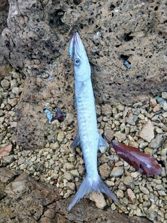オニカマスの釣果