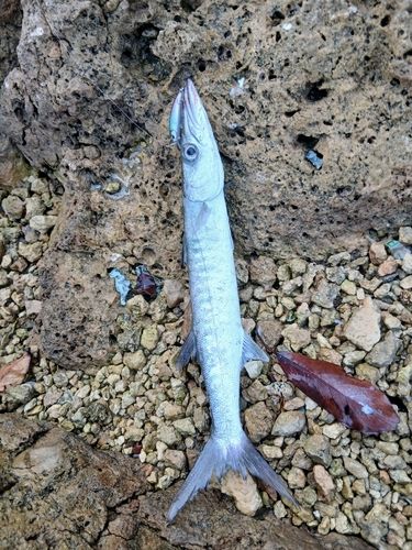 オニカマスの釣果