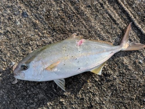 ショゴの釣果