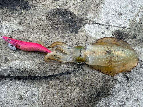 アオリイカの釣果