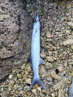 オニカマスの釣果
