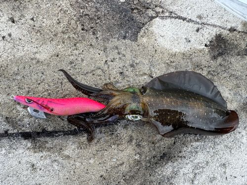 アオリイカの釣果
