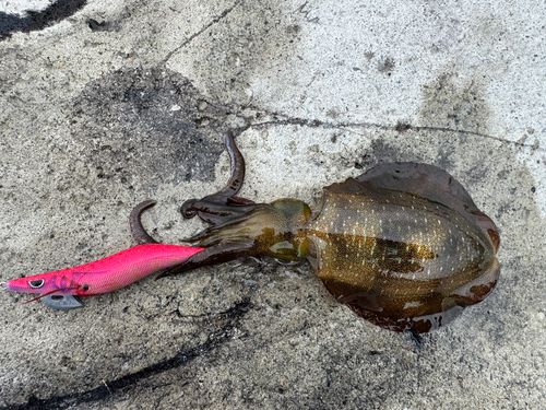 アオリイカの釣果
