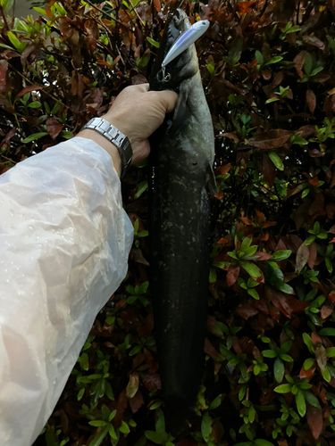 ナマズの釣果