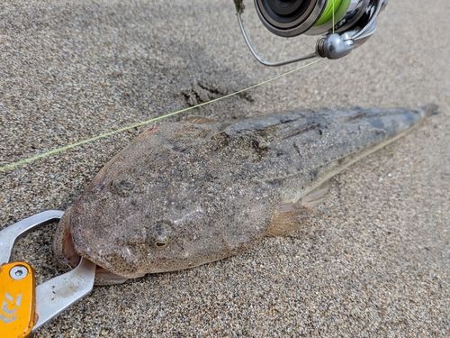 マゴチの釣果