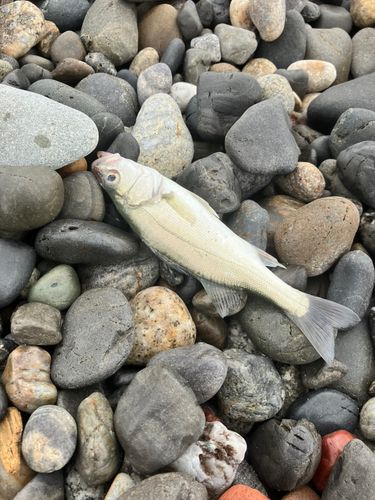 セイゴ（マルスズキ）の釣果