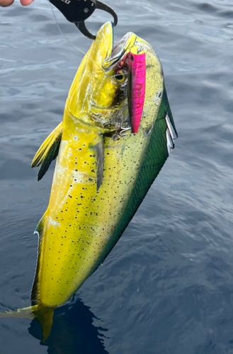 シイラの釣果