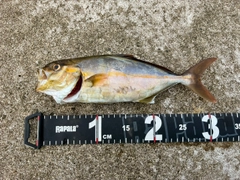 ショゴの釣果