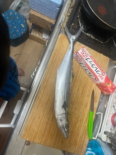 サゴシの釣果