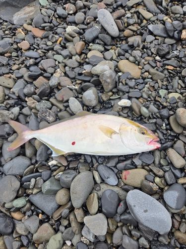 ショゴの釣果