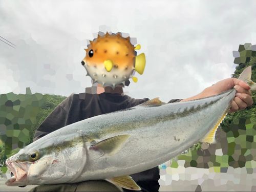 ワラサの釣果