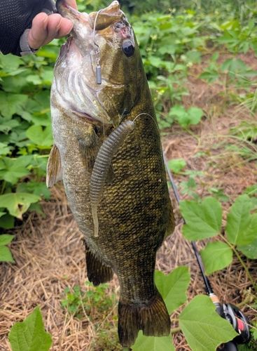 スモールマウスバスの釣果