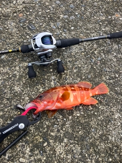アカハタの釣果