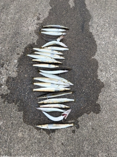 カマスの釣果