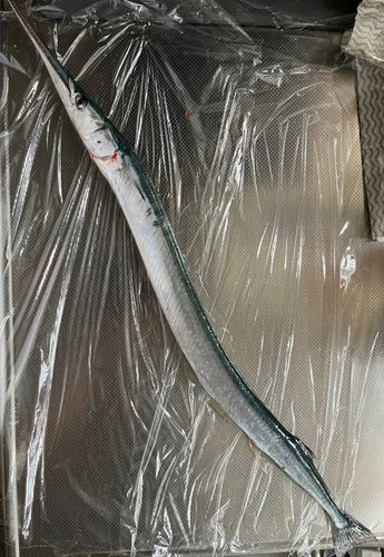 ダツの釣果