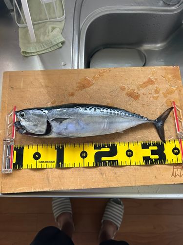 マルソウダの釣果