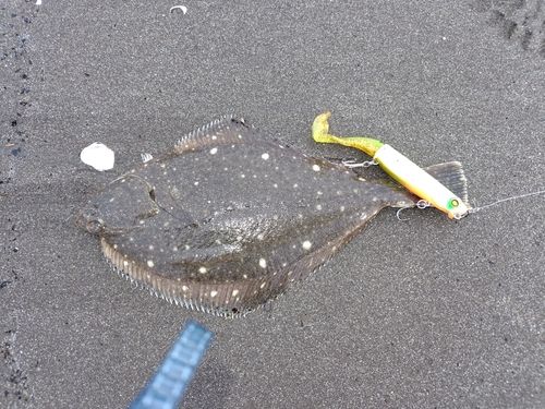 ヒラメの釣果
