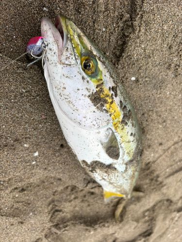 イナダの釣果