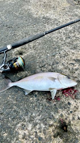 カンパチの釣果