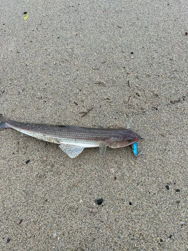 エソの釣果