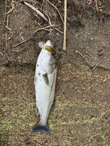 フッコ（マルスズキ）の釣果