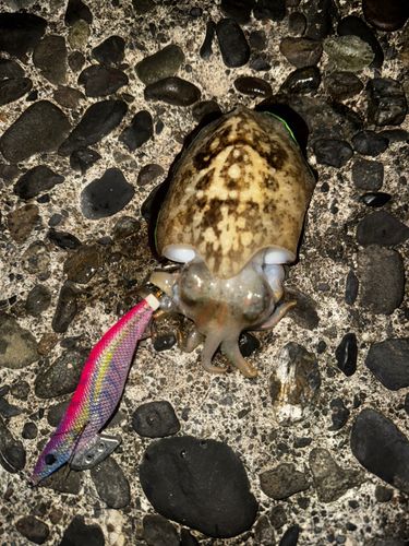 コウイカの釣果