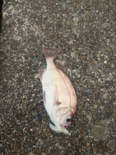 タイの釣果