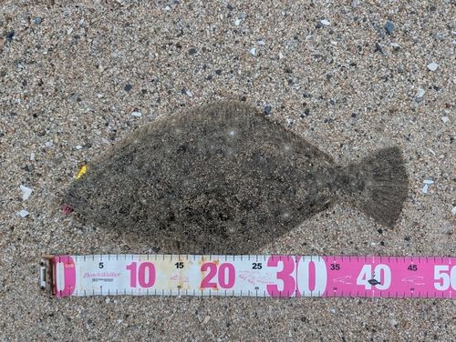 ヒラメの釣果