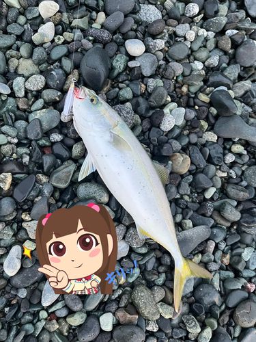 イナダの釣果