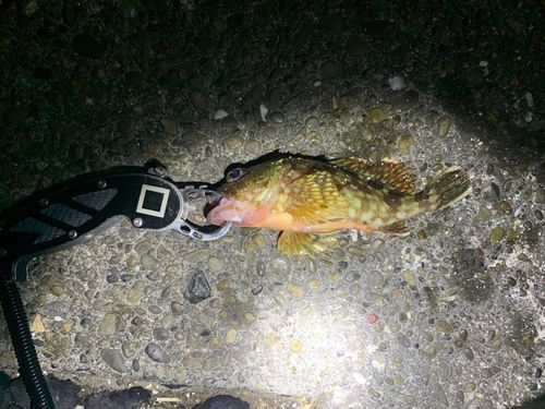 ガシラの釣果