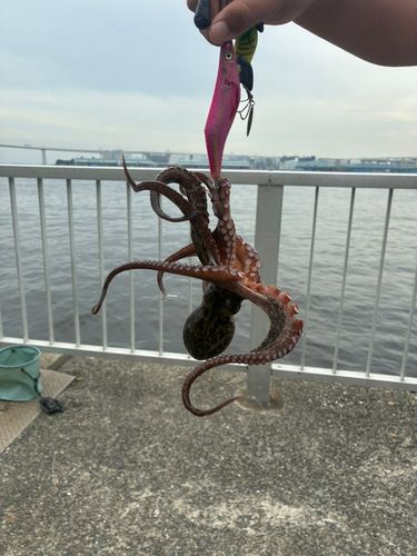 タコの釣果