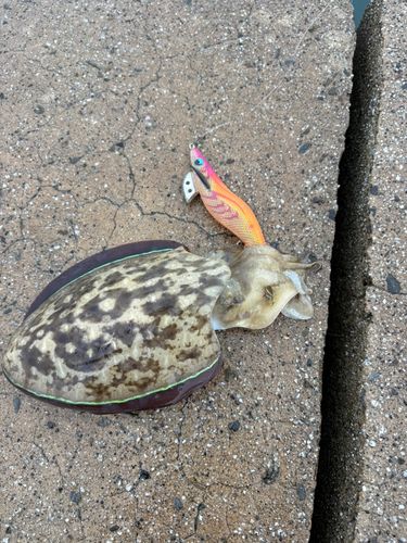 コウイカの釣果