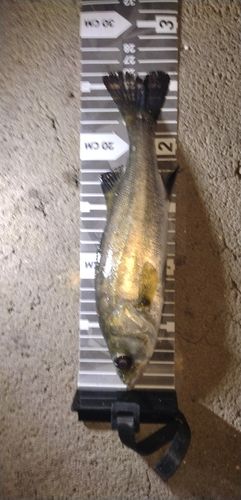 セイゴ（タイリクスズキ）の釣果