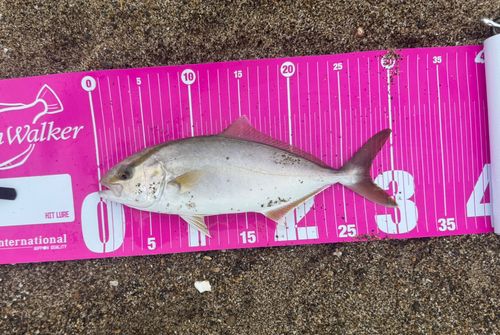 ショゴの釣果