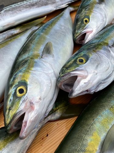 イナダの釣果