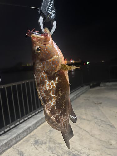 アコウの釣果