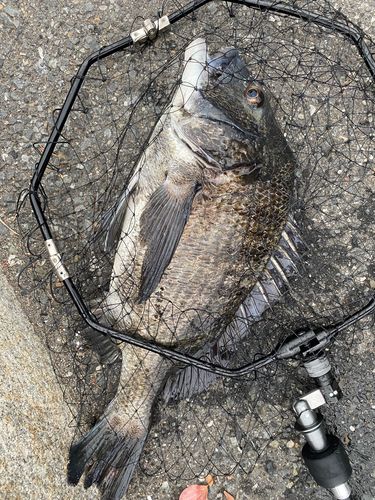 コショウダイの釣果