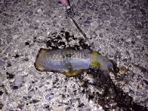 アオリイカの釣果