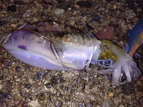 アオリイカの釣果