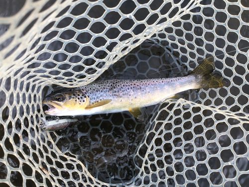 ブラウントラウトの釣果