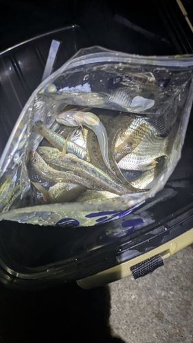 セイゴ（タイリクスズキ）の釣果
