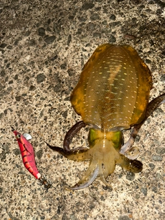 アオリイカの釣果