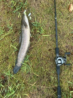 ライギョの釣果