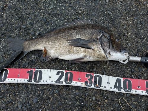 チヌの釣果