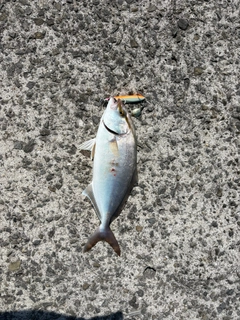 シオの釣果